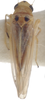 Habitus, dorsal view on Seriana Dworakowska, 1971: Habitus (paratype of S. mirabilis Dwor., USNM collection). (Observation).