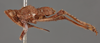 Habitus, lateral view: !! display not done !! on Orgerius rhyparus Stål, 1859: (Observation).