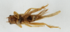 CollectionObject 1539873; 68fbbb67-b4e5-48df-9263-d4490995c461, MNHN-EO-ENSIF6989: female, ventral view (holotype). (CollectionObject).