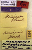 CollectionObject 1501984; 389f28ac-2ea9-4113-bef8-45da15e52190: labels (paralectotype of Mastighapha crassicornis). (CollectionObject).