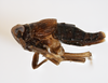 Habitus, lateral view: !! display not done !! on Pissonotus niger Morgan & Beamer, 1949: (Observation).