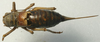 CollectionObject 1516719; 1003f346-b9f5-41a9-9605-1a84054075c5: female, dorsal view (holotype). (CollectionObject).