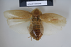 CollectionObject 1552788; NHMUK(SF IMPORT DUPLICATE) BMNH(E) 877077, 5a0aba63-f5db-4f05-8c74-0f22108b7615: Copyright NHM, London. Holotype female of Epilampra congrua, dorsal view. (CollectionObject).