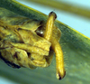 CollectionObject 1500498; ae7554a1-d52f-4b27-9f99-a0a4c860a665: male cerci (syntype). (CollectionObject).