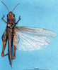 CollectionObject 1543107; 123e30b3-b325-4ca4-a723-22283843f67f: female, dorsal view (allotype). (CollectionObject).