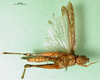 CollectionObject 1501343; 8b608fe1-c9d3-4573-9e70-9a837a422d31: female, ventral view (holotype of Chirista interrupta). (CollectionObject).