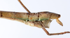 CollectionObject 1557316; ef8f46dd-15ca-4ae9-809c-7fa67f2aa06a: copyright ZMUH, Hamburg. male: end of abdomen, lateral view (holotype). (CollectionObject).