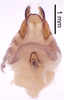 CollectionObject 1522827; 0e811ad3-b337-48bc-a657-e59ee43c8fde: Male genitalia, dorsal view (holotype). (CollectionObject).