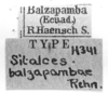 CollectionObject 1524810; d1925f93-6c9d-45a7-8acc-dfe1300529c4: labels (holotype). (CollectionObject).