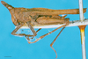 CollectionObject 1576839; 81b69c87-79b8-4981-870b-210c99e0af97: male, lateral view (syntype). (CollectionObject).