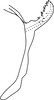 Aedeagus, lateral view on Empoasca (Empoasca) dorsodenticulata Yu & Yang, 2014: Aedeagus, lateral view. (Observation).