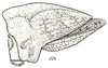 Phyllochoreia unicolor Westwood, 1839: Fig. 3 (female de Tariparamba). head, pronotum (20.5 mm) and tegmina, lateral view. (Otu).