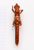 CollectionObject 1542415; CNMS 5351, 8349593b-cba7-4319-b949-f96f7860a9ab: male, ventral view (holotype). (CollectionObject).