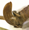 CollectionObject 1505842; feff1ab5-da89-46e1-9472-14a03754f988: female ovipositor (holotype). (CollectionObject).