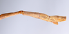 CollectionObject 1557517; 6e374b2c-5822-4b99-ba15-0119be8c3fcd: copyright ANSP. male: end of abdomen, lateral view (holotype). (CollectionObject).