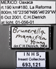 Other on Brunerella magnifica Young, 1952: Labels. (Observation).