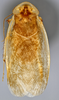 CollectionObject 1567090; 6fbbbaa3-5fe2-4e79-8c42-4f45f8fcbb57: Photo by Heidi Hopkins. Holotype, adult male, dorsal habitus. (CollectionObject).