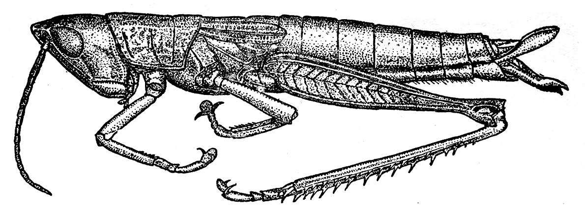 Orthoptera Species File - Mongolotettix anomopterus (Caudell, 1921)