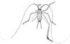 Phaeophilacris (Guasacris) abyssinica Saussure, 1878: Pl.16, Fig.45(1). male, dorsal view. (Otu).