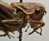 CollectionObject 1535142; 0ea891b6-e6a5-4ec7-b980-bbdb297ef3cb: male pronotum, lateral view (holotype). (CollectionObject).