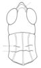 Orphulella pelidna (Burmeister, 1838): Fig. 56B. head and pronotum, dorsal view. (Otu).