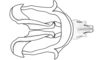 Eurotettix procerus Cigliano, 2007: Fig. 9L. endophallic plate, cingulum and aedeagal valves with sheath, dorsal view. (Otu).