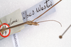 CollectionObject 1557971; 9c057d24-65f4-4e8d-8929-50c02566117d: copyright Natural History Museum, London. male: head and thorax, dorsal view (holotype). (CollectionObject).