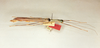 CollectionObject 1563654; 82381b66-aaf0-4d8e-ace8-a31bd510d543: copyright Oliver Zompro. female of synonym Nescicroa rammei (paratype). (CollectionObject).