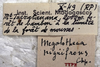 CollectionObject 1475385; a0824d2a-7fe7-4360-b9af-f24295375d01: labels (holotype). (CollectionObject).
