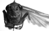 CollectionObject 1532753; 233aaa2a-57e8-4da6-9f0f-6c34c6adac59: Image Carbonell, C.S. female, frontal view (holotype). (CollectionObject).