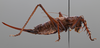 CollectionObject 2072894; e27b9cda-e7a8-45c9-aafd-1f15cc9b3ddd: Female, lateral habitus. (CollectionObject).