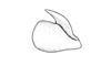 Argemiacris platicercis Ronderos, 1978: Fig. 49. epiphallus, lateral view. (Otu).