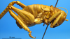 CollectionObject 1530648; 8922be82-7985-4b58-b6e1-9770597bb95a, DORSA SSametibS01: male, lateral view (holotype). (CollectionObject).