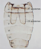 Abdomen, sternal apodemes, ventral view: !! display not done !! on Matsumurasca (Solanasca) solana (DeLong, 1931): (Observation).