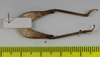 CollectionObject 1575865; 68981e2a-e880-42fa-95d3-c33f37f2f6c9: male, proximal view of legs (holotype). (CollectionObject).