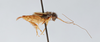 CollectionObject 2869075; 6a9e11c6-9a52-403d-9569-e3f0999fcdfa, CNCI 90787: Neonemobius variegatus. (CollectionObject).
