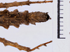 CollectionObject 1558137; 1538b937-0ef1-466b-a439-0ce0bdb24f0a: copyright MNHG, Geneva. female: end of abdomen, dorsal view (syntype). (CollectionObject).;CollectionObject 1558138; e96a9060-98ad-481a-b0ea-009f1452e544: copyright MNHG, Geneva. female: end of abdomen, dorsal view (syntype). (CollectionObject).