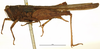 CollectionObject 1577262; OUM 701 2/5, ef6e269c-b58e-4d44-b9a8-341e25a45f17: female, lateral view (syntype of Acanthalobus longinotus). (CollectionObject).