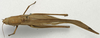 CollectionObject 1536021; 7e8f752a-ac19-40e2-a8a8-4b86632c29ec: male, dorsal view. (CollectionObject).