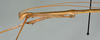 CollectionObject 1558346; 896f6fb8-36cd-4bd4-a32d-5c14742288e1: copyright USNM, Washington. male: head & thorax, lateral view (holotype). (CollectionObject).