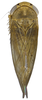 Habitus, dorsal view on Andanus sordidus (Lozada, 1998): male. (Observation).