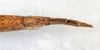 CollectionObject 1559835; NMW 234, a19328d3-4c53-4eff-8aae-6068598dbb49: copyright, NMW Vienna. female: end of abdomen, ventral view (holotype). (CollectionObject).