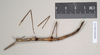 CollectionObject 1561031; NHMUK(SF IMPORT DUPLICATE) 845178-845179, de869378-04ec-471e-8e79-2962a388ba6d: copyright Natural History Museum, London. female of synonym Bacillus coccyx (syntype). (CollectionObject).