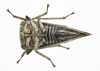 Live specimen: !! display not done !! on Heliria fitchi Ball, 1925: (Observation).