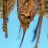 CollectionObject 1516637; 453f5264-a621-4042-9fca-a9eb3f9aad92: female subgenital plate (holotype of Gryllacris armata). (CollectionObject).