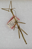 CollectionObject 1559372; 9f1f4bd7-cc3c-4514-9e2d-cd675de77069: copyright ANSP. male (holotype). (CollectionObject).