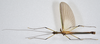 CollectionObject 1590070; d824a2ac-dcaa-47de-9aa4-9ec19910bf4e: copyright MNHN, Paris. male, dorsal view (holotype). (CollectionObject).