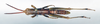 CollectionObject 1578635; bbe6124b-081f-4185-92f2-dd4f9a2e6ecd: male, dorsal view (paralectotype). (CollectionObject).