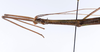 CollectionObject 1561593; f8adc9d0-e098-44fe-a45a-ad51d073dc55: copyright ZMUH, Hamburg. male: head & thorax, lateral view (holotype). (CollectionObject).