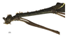CollectionObject 1596259; c080a2c0-23b7-4f23-8529-3a7507e2a5fb: copyright NKUM Nankai. male: head & thorax, lateral view (paratype). (CollectionObject).